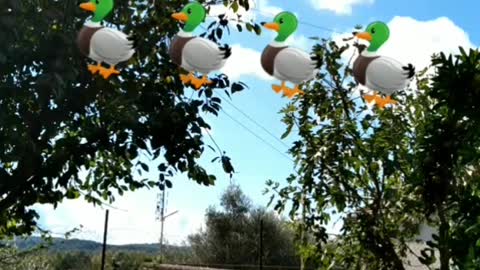 funny duck catch
