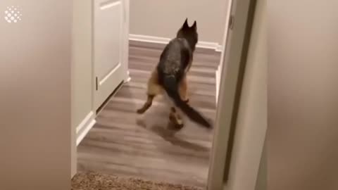 Dog scared to walk forward through door so he improvises