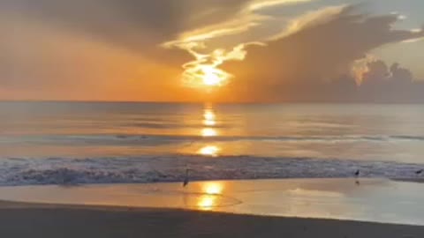 Bird on the Beach