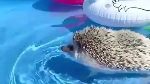 Amazing Hedgehog | pool day!