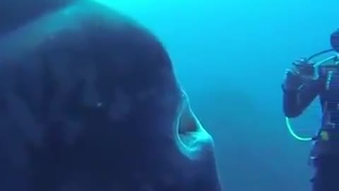 Giant fish close encounter