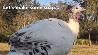 Eight Clay Artisan Goat Milk Soap ♥️ Pixie Suds