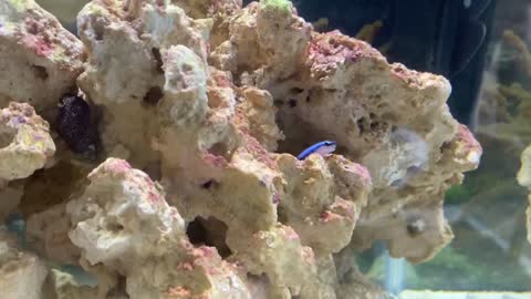 Blue Goby know his territory