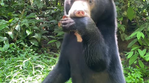 Sun Bear Standing on Hind Legs