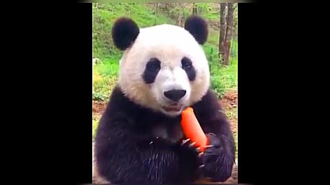 Funny and cute panda video compilation