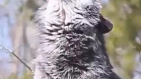 The Wolf Howl Is A Thing Of Real Natural Beauty