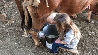 Kids Tag-Team Milking a Cow