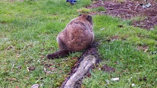 Video Slide Show Birds Animals Ground HoG Relaxing Wild Life Outside Nature Natural (06-23-2020)