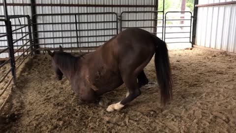 Horse Practices New Tricks He Has Learned