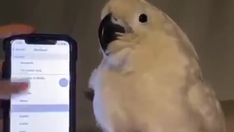 A parrot dancing on the phone😻😻 I have never seen these dances in my life 😹😹😹