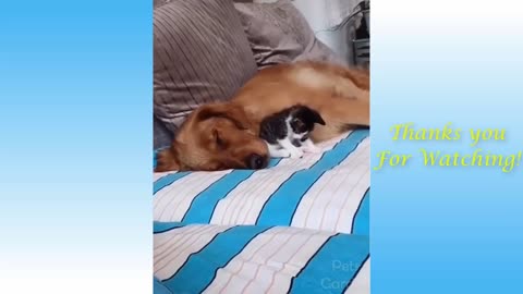 Hermosos-lindos-traviesos-perros y gatos