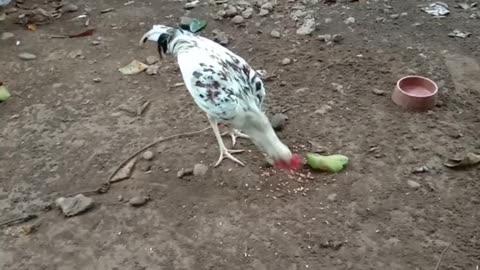 Hungry Chicken