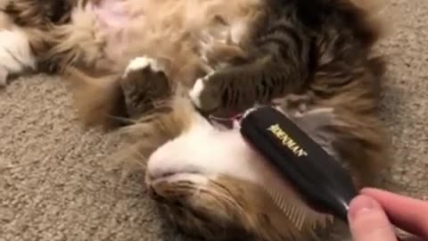 Cute Cat Loves Getting Brushed