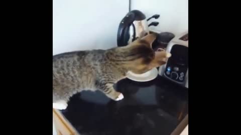 Funny cat, pressing appliances
