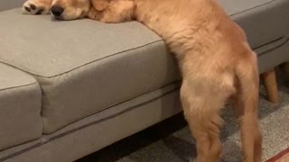 Adorable Pup Can't Quite Make the Jump on the Couch