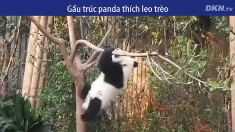 Gấu trúc panda thích leo trèo, nhìn chú đánh đu thoát hiểm người xem không nhịn nổi cười