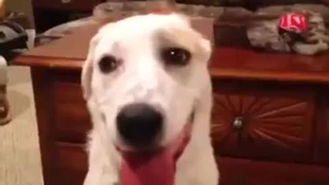 Dog reacts to cutting his balls off
