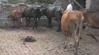Visit my farmhouse to check my animals in pakistan