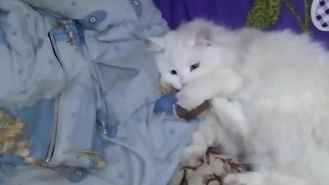 Owner Play With White Cat ' Throw The Ball Game '