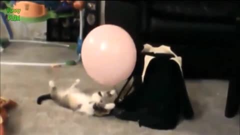 Cat vs balloons