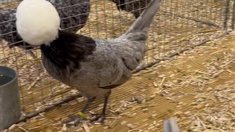 Fabulous Chickens With Fluffy Heads