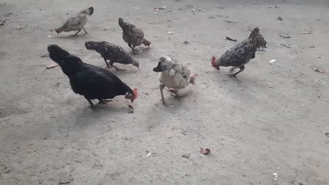 Backyard chickens In The Morning Feeding Noises | Relaxing Video sound | Chickens Clucking