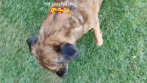 my playful dog , How cut