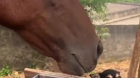 That Horse Wanted Herself a Snack 😋