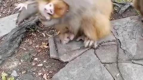 Monkey running and entertainment funny video in wild