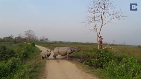 Rhino Chases Man Up A Tree | Man Climbs Tree When Rhino Attacks