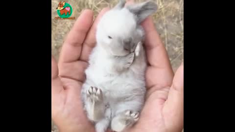 Cute baby animals Videos Compilation cute moment of the animals - Soo Cute! #62