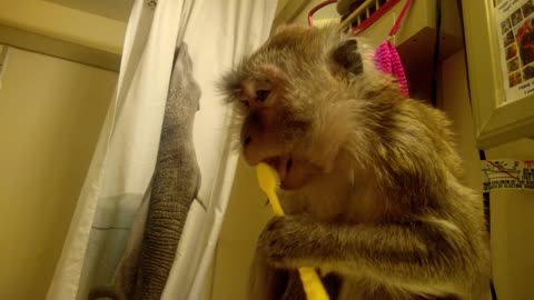 Mono sabe que aliento fresco significa lengua limpia