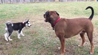 Husky puppy messing with the wrong dudes