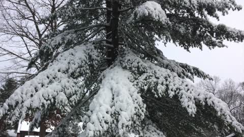 Harley the 8-month old Boxer Puppy's 1st Snowfall
