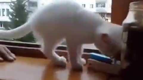 Kitten rescues human hand from a dangerous fall