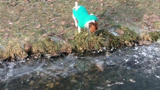 Jack Russell walks in a frozen pond