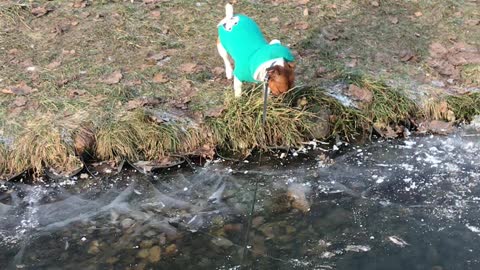 Jack Russell walks in a frozen pond