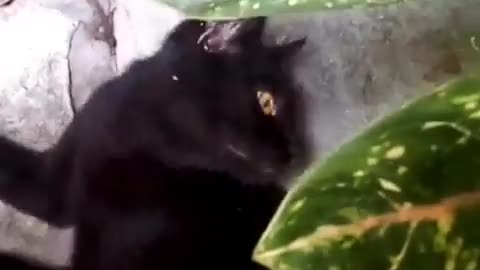 Cat Being Recorded in Secret
