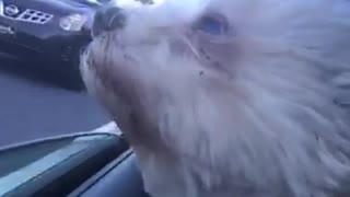 Small white dog sticks his head out of car window