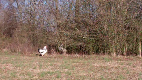 Quite redneck chicken time (mostly)