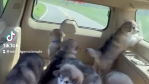 Malamutes On the road again