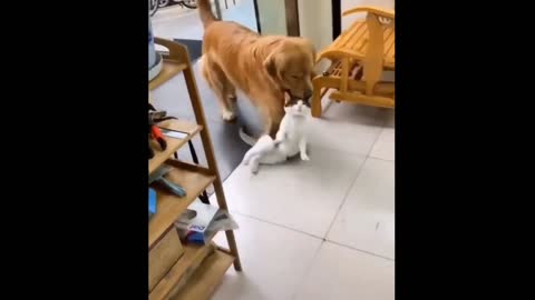 Cat And Dog True Friendship