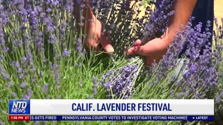 California Lavender Festival