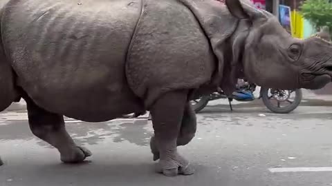 Rhino Wanders Down City Street || ViralHog.