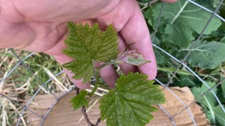 Thomcord grapevine leaves