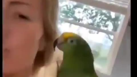 Good boy - funny parrot