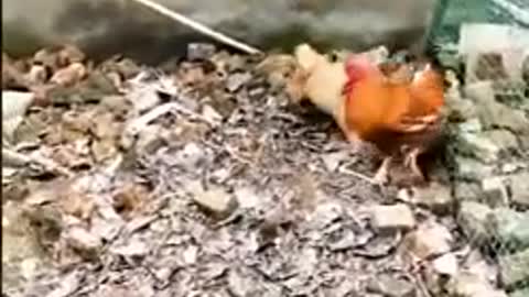 Rough dog and chicken fight
