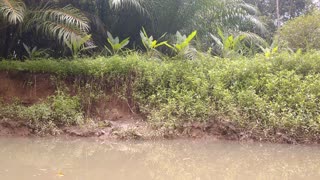 Crocodile hidden in plain sight in Costa Rica