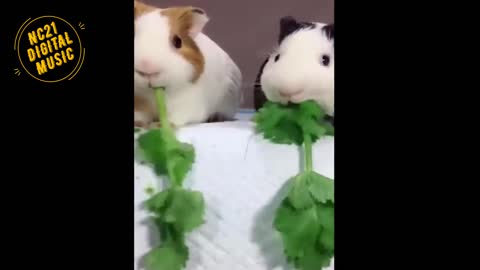 Funny Videos of Dogs, Cats, Other Animals, Guinea Pigs Eating