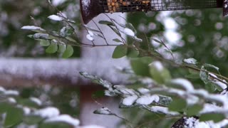 Red-headed bird eating from bird feeder